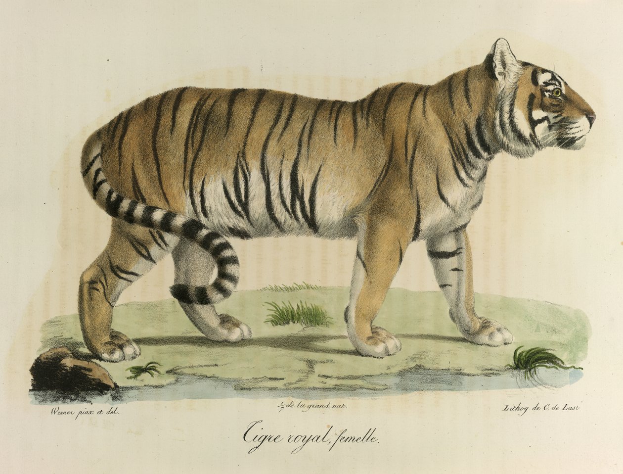 Kongelig tiger, hunn. En kvinnelig kongelig tiger, fra Natural History of Mammals (farge litho) av French School