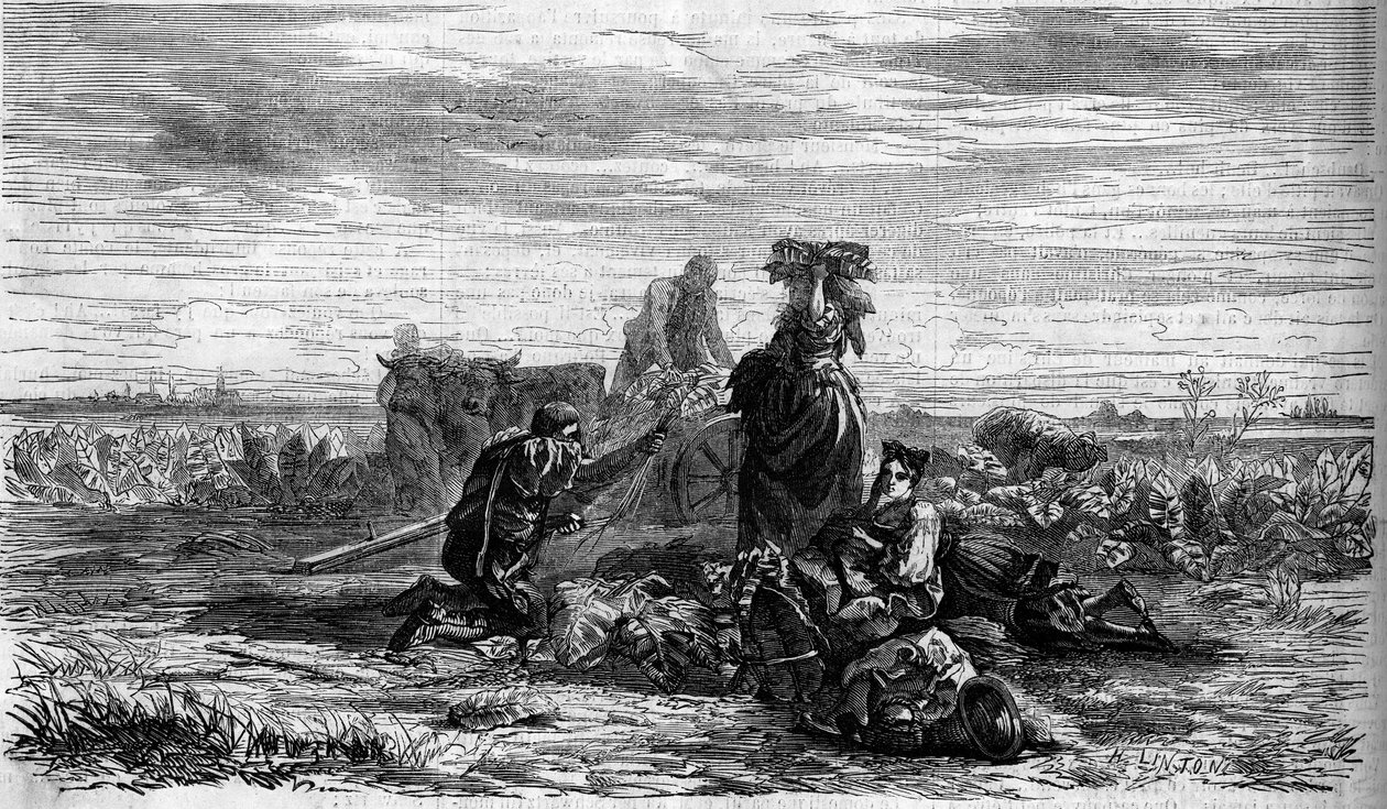Tobakksdyrking: innhøstingen. Gravering i "" The Illustrated World"" nr. 155 av 31. mars av French School