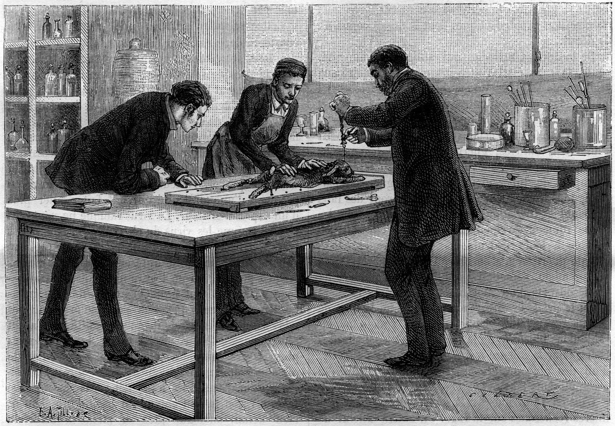 Trepanation of a rabbit in the laboratory of Louis Pasteur (1822-1895), for the study of rabies, drawing by C.Gilbert d