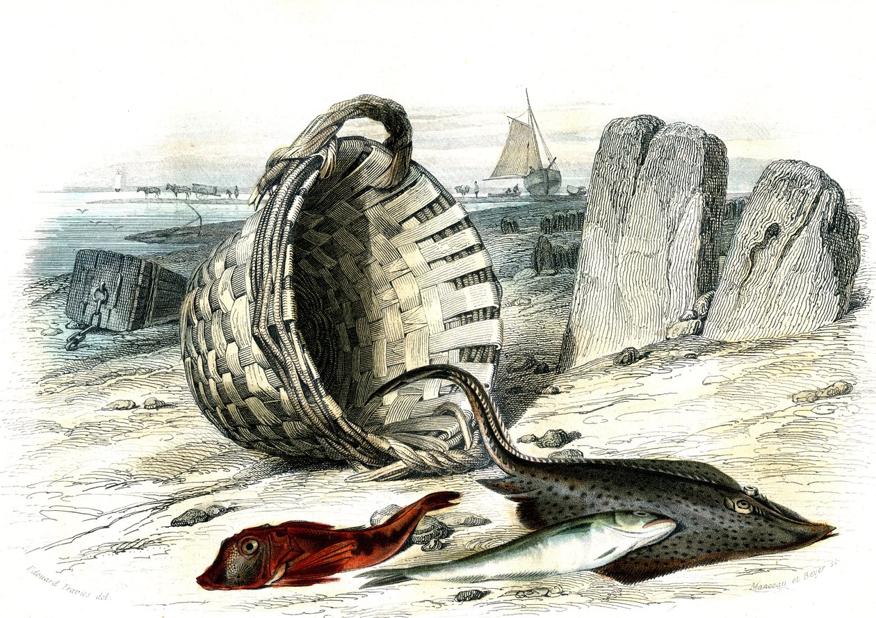 Trigle grondin (Trigle cuculus), hvitting (merlangius merlangus), raie grondin (dipturus batis) - Plate hentet fra Histoire Naturelle av Bernard Germain de Lacepede (1856-1925), utgave P.Furme, Paris av French School