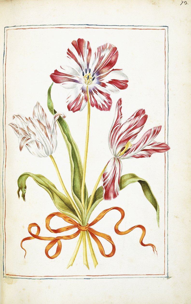 Tulipaner, 1700-tallet av French School