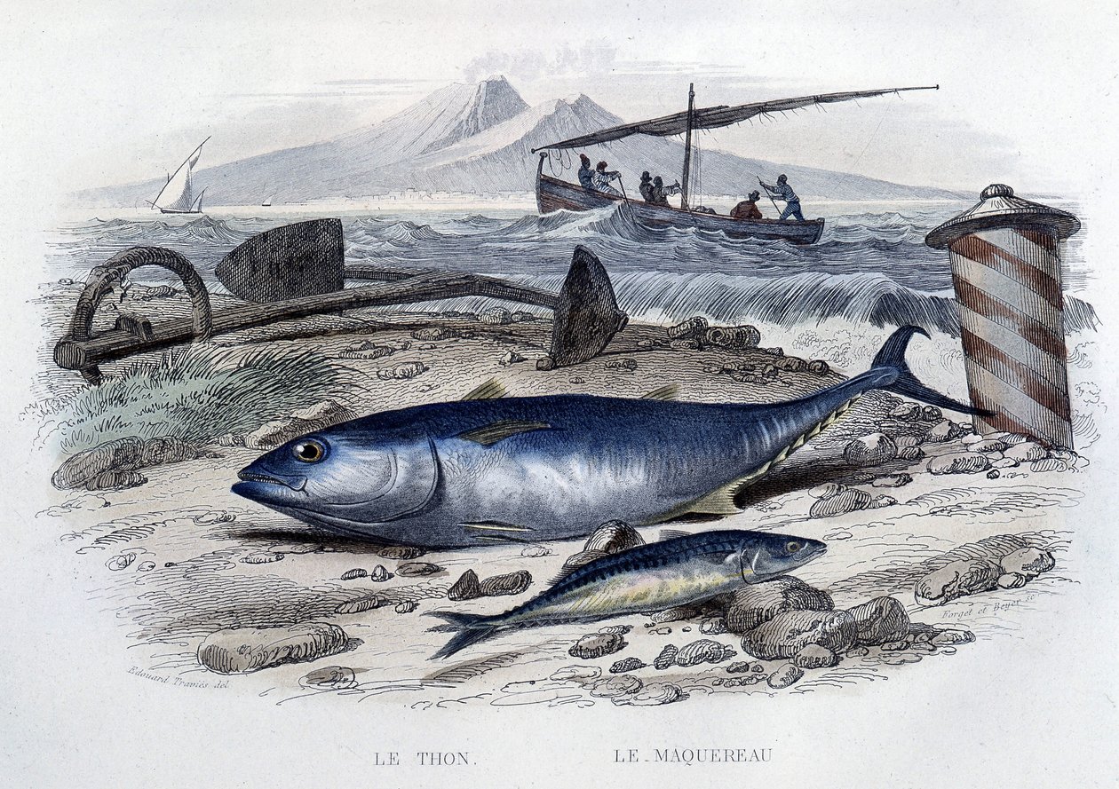 Tunfisk og makrell - i "Natural History" av Lacepède, T.II, red. Furne et Cie, Paris av French School
