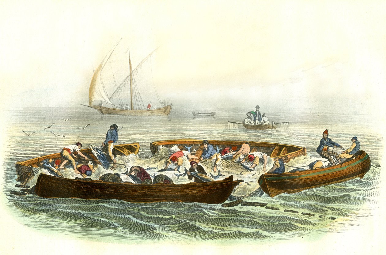 Tunfiske eller magrague - Tallerken hentet fra Histoire Naturelle av Bernard Germain de Lacepede (1856-1925), utgave P.Furme, Paris av French School