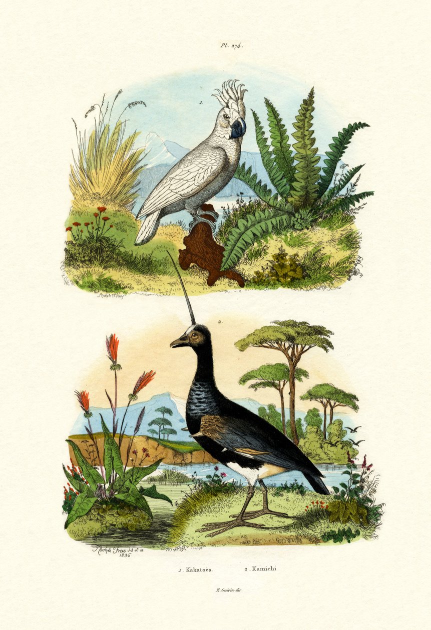 Paraplykakadu, 1833-39 av French School