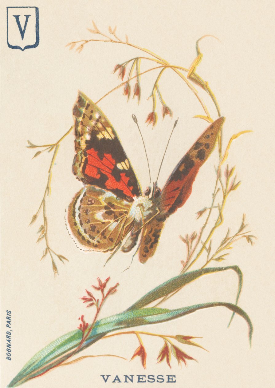V: Vanesse (Vanessa cardui eller steplady eller Vanesse du thistle) av French School