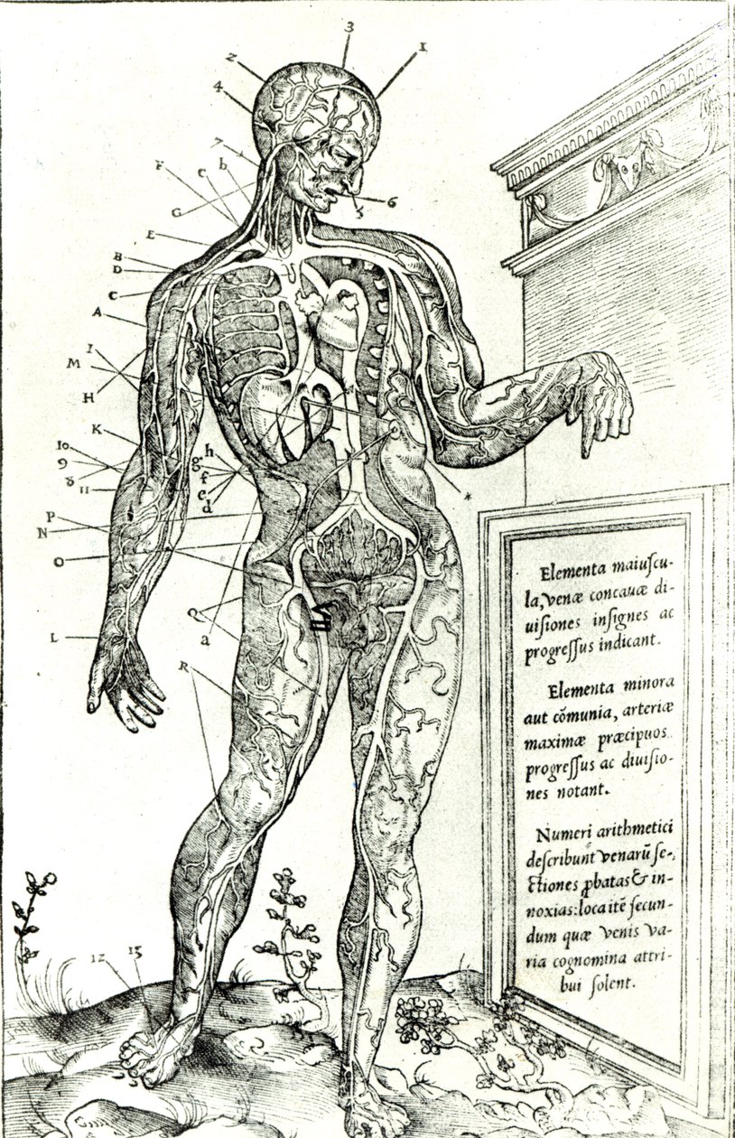 Vascular System ifølge Charles Etienne, fra The Dissection of the Human Body av French School