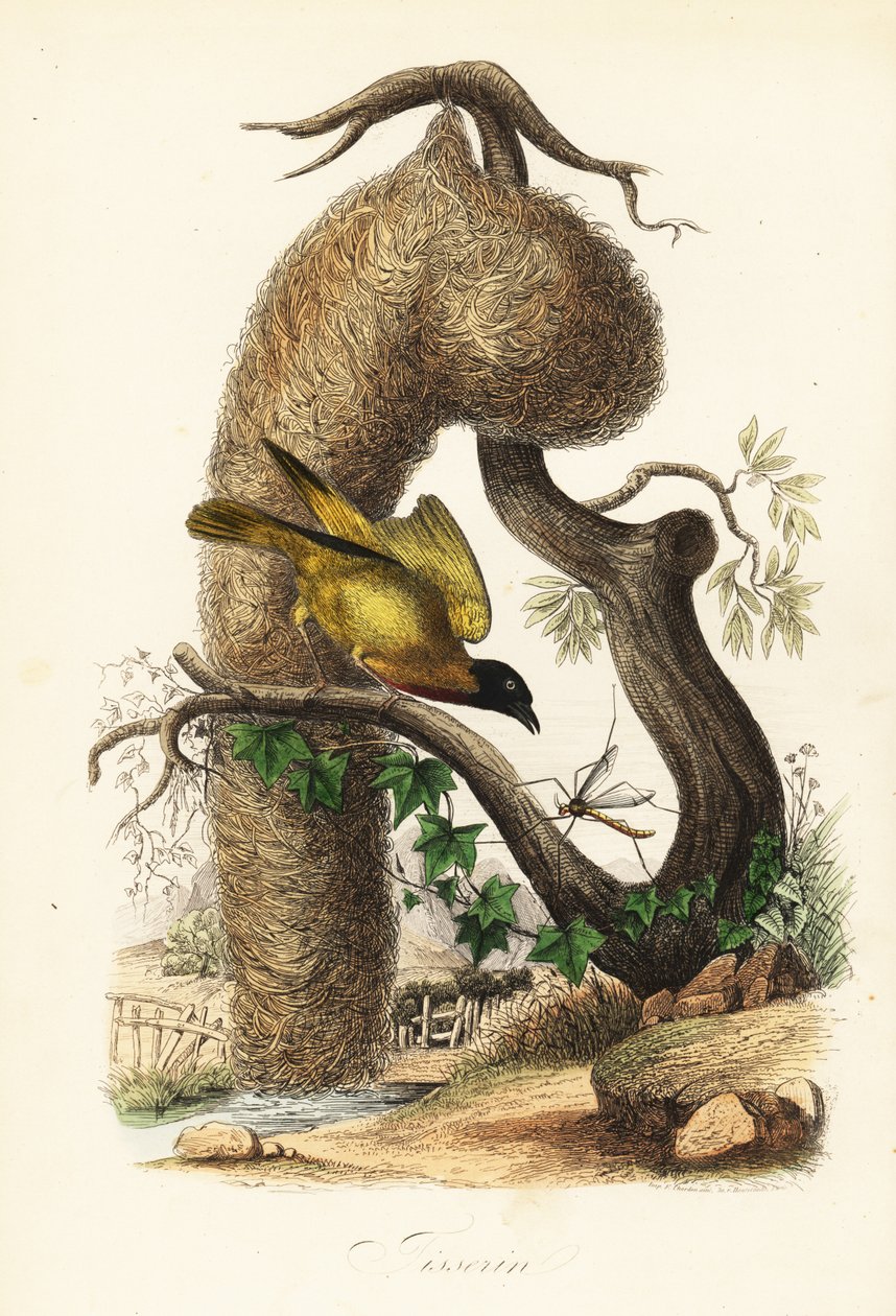 Landsbyvever, Ploceus cucullatus, med reir av vevd gress av French School