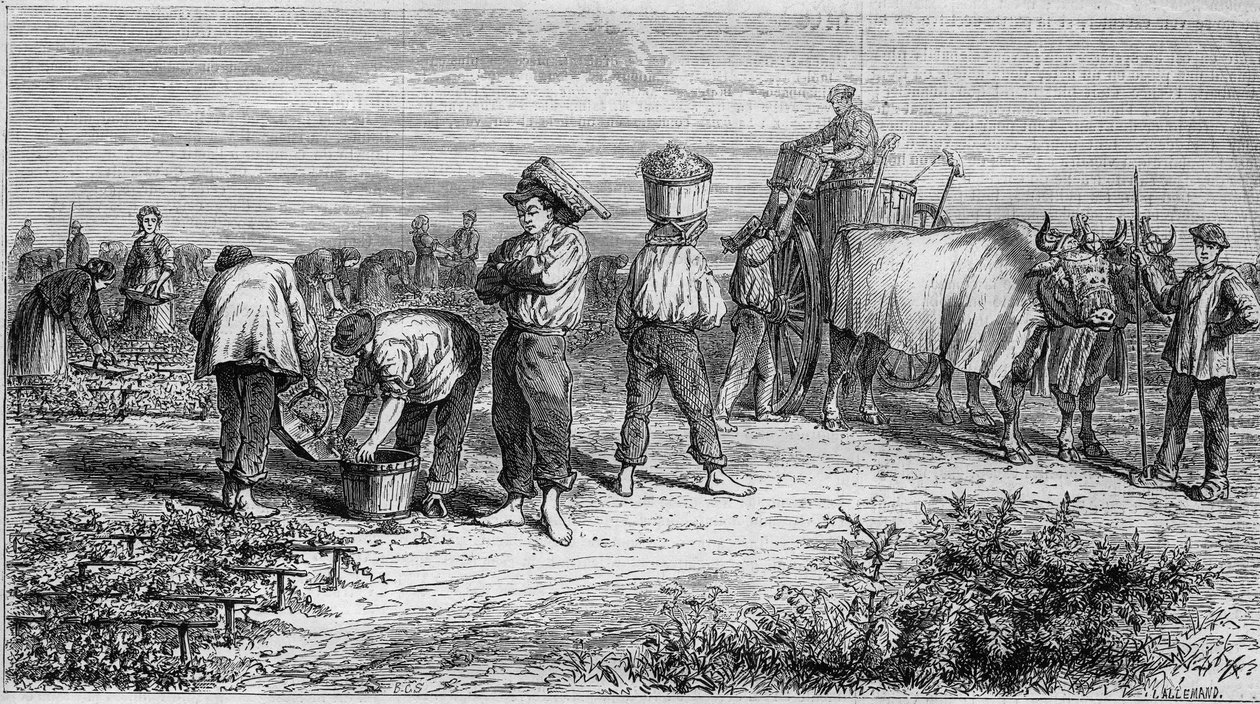 Vindyrking i Medoc: plukking av druer under høsting. Gravering i "" Le Monde Illustré"" nr. 561 av 11. januar 1868. av French School