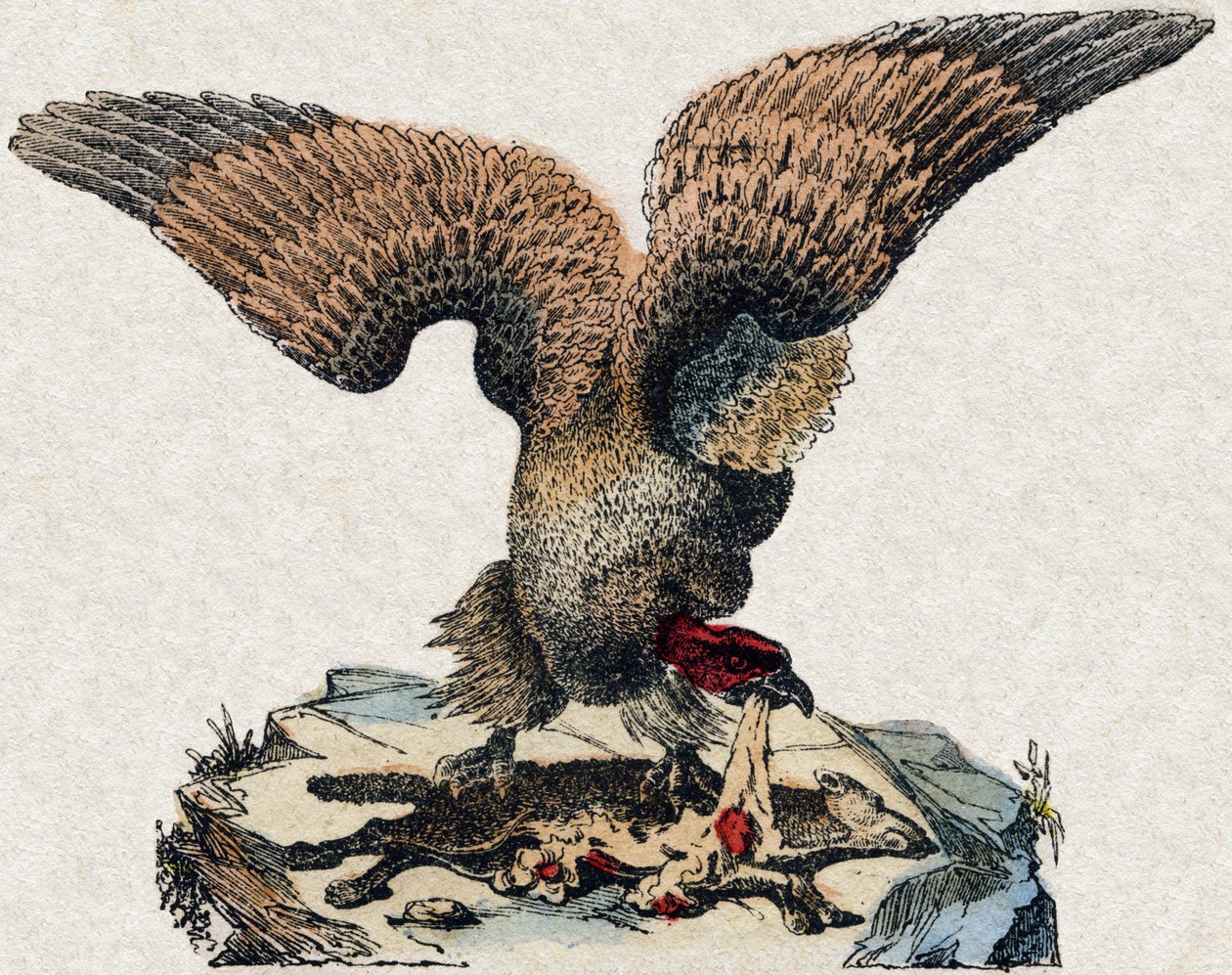 Gribb. Gravering i "" Alphabet des animaux sauvages"". 9. serie. Bilder av Epinal, Pellerin, trykkeri-utgiver, ca. 1870. Graveringer på tre, stensilert. 16 sider. Mål: 20 x 15 cm. Privat samling av French School