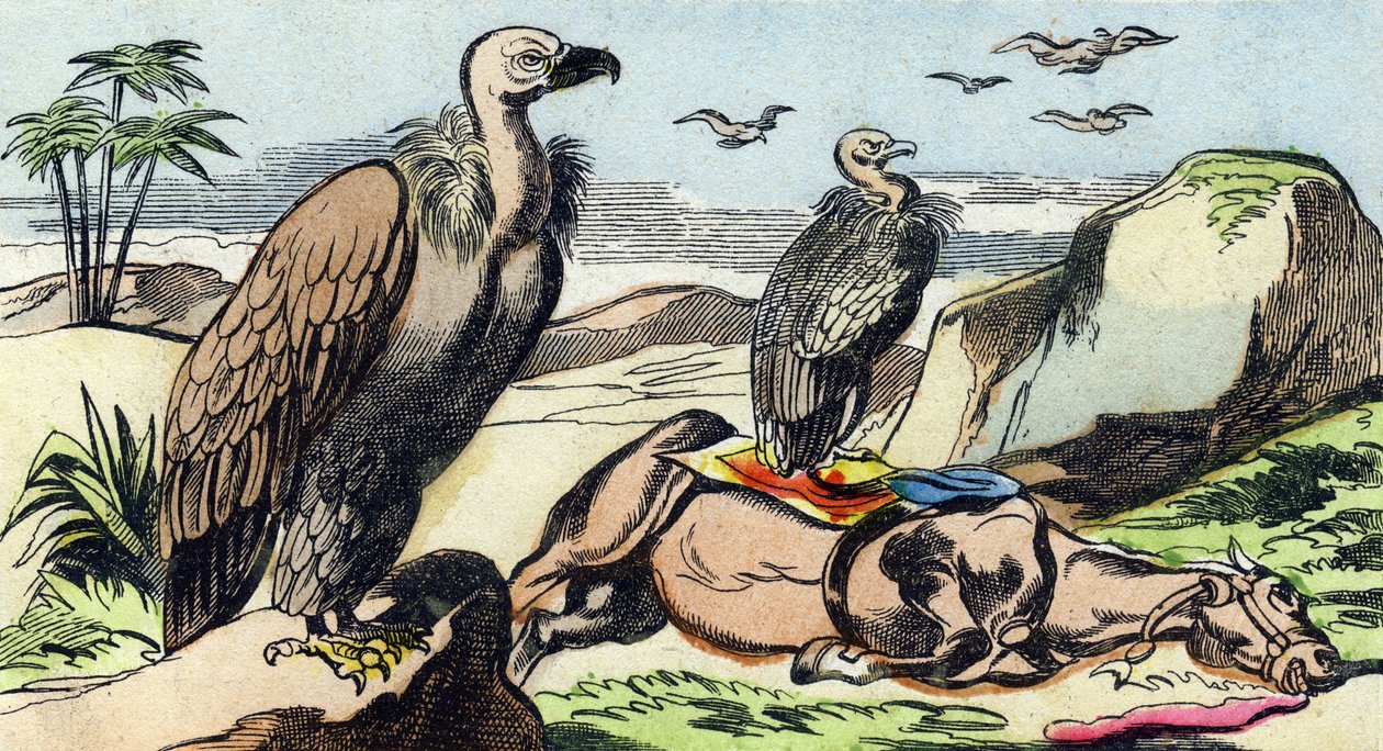 Gribber. Gravering i "Buffon Alphabet des Oiseaux n 1". 3. Serie N 1. Avbildning av Epinal, Epinal, sent på 1800-tallet. 16 sider. Mål: 28x21cm av French School