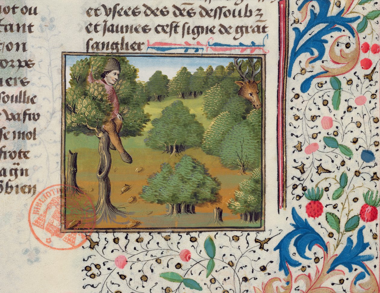 Venter på hjort gjemmer seg i et tre, fra Livre de la Chasse av Gaston Phebus av French School