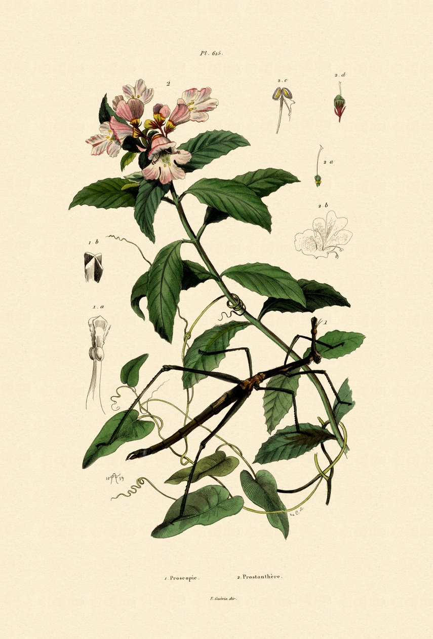 Spaserstokkinsekt, 1833-39 av French School