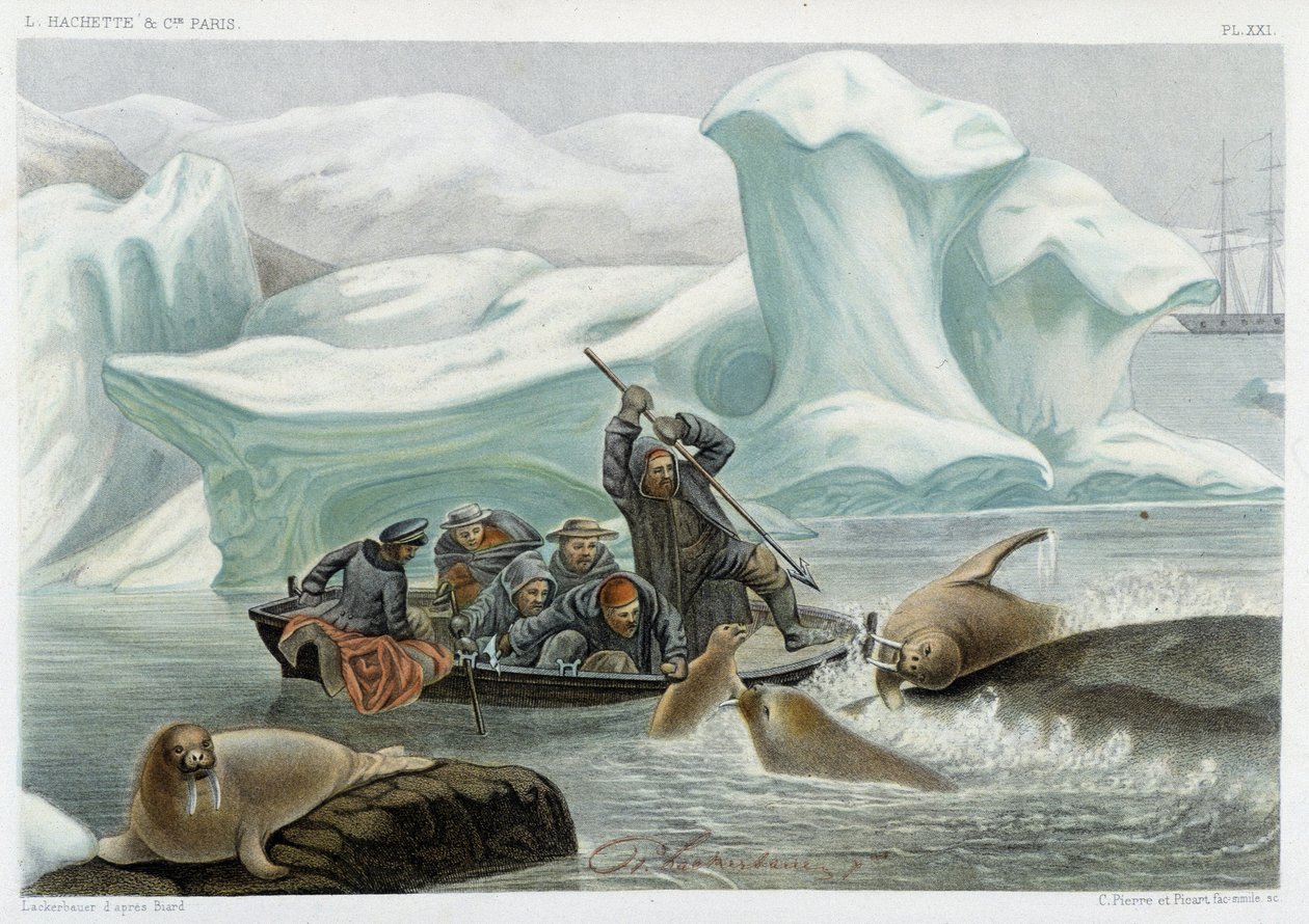 Hvalrossjakt - i "" Le monde de la mer "" av Alfred Fredol, Hachette, Paris av French School