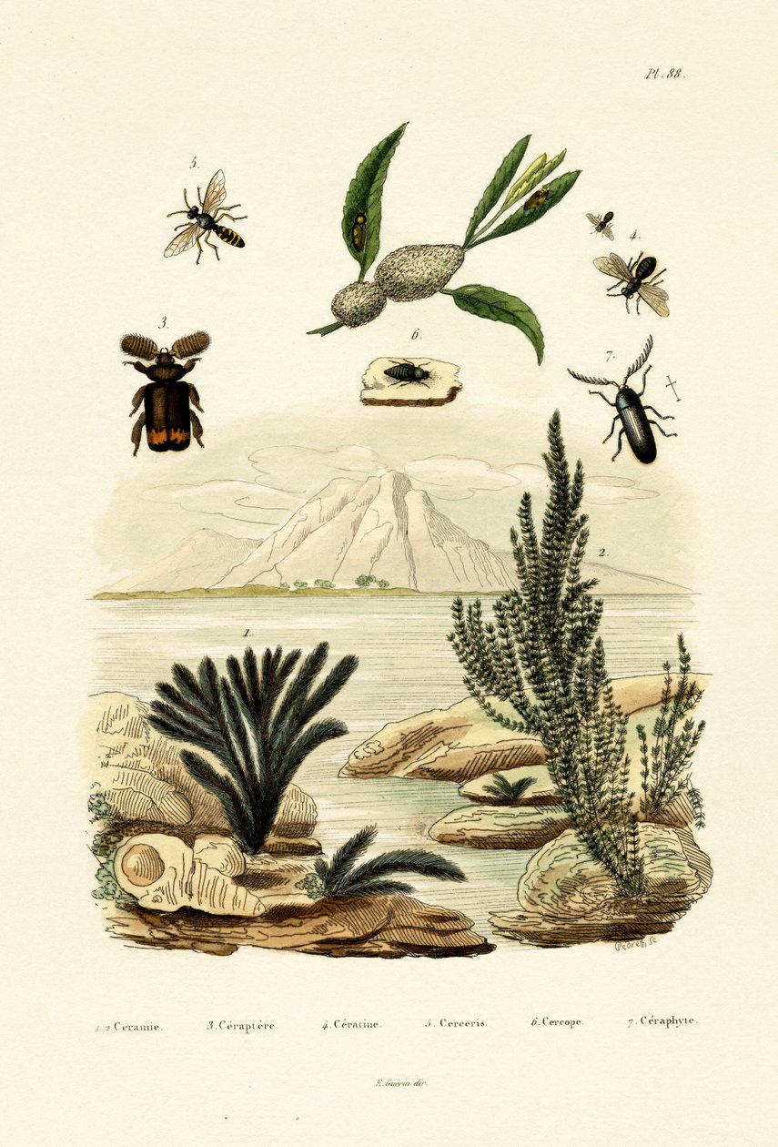 Veps, 1833-39 av French School