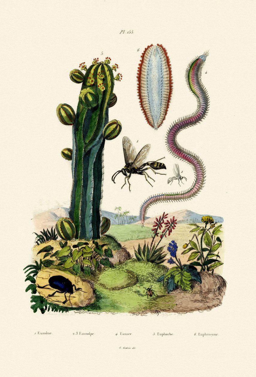 Veps, 1833-39 av French School