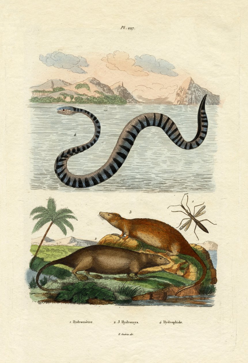 Vannrotte, 1833-39 av French School