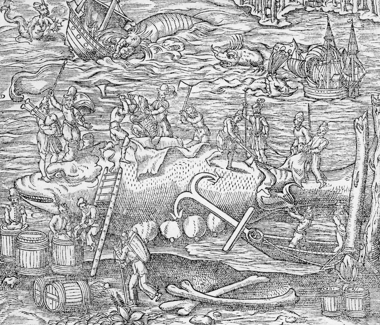 Hvalfiske, illustrasjon fra #39;Cosmographie Universelle#39;, av Andre de Thevet av French School