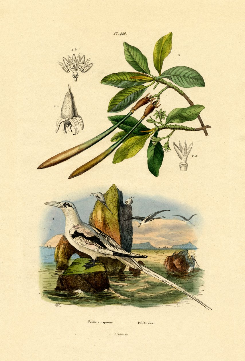 Hvithaletropefugl, 1833-39 av French School