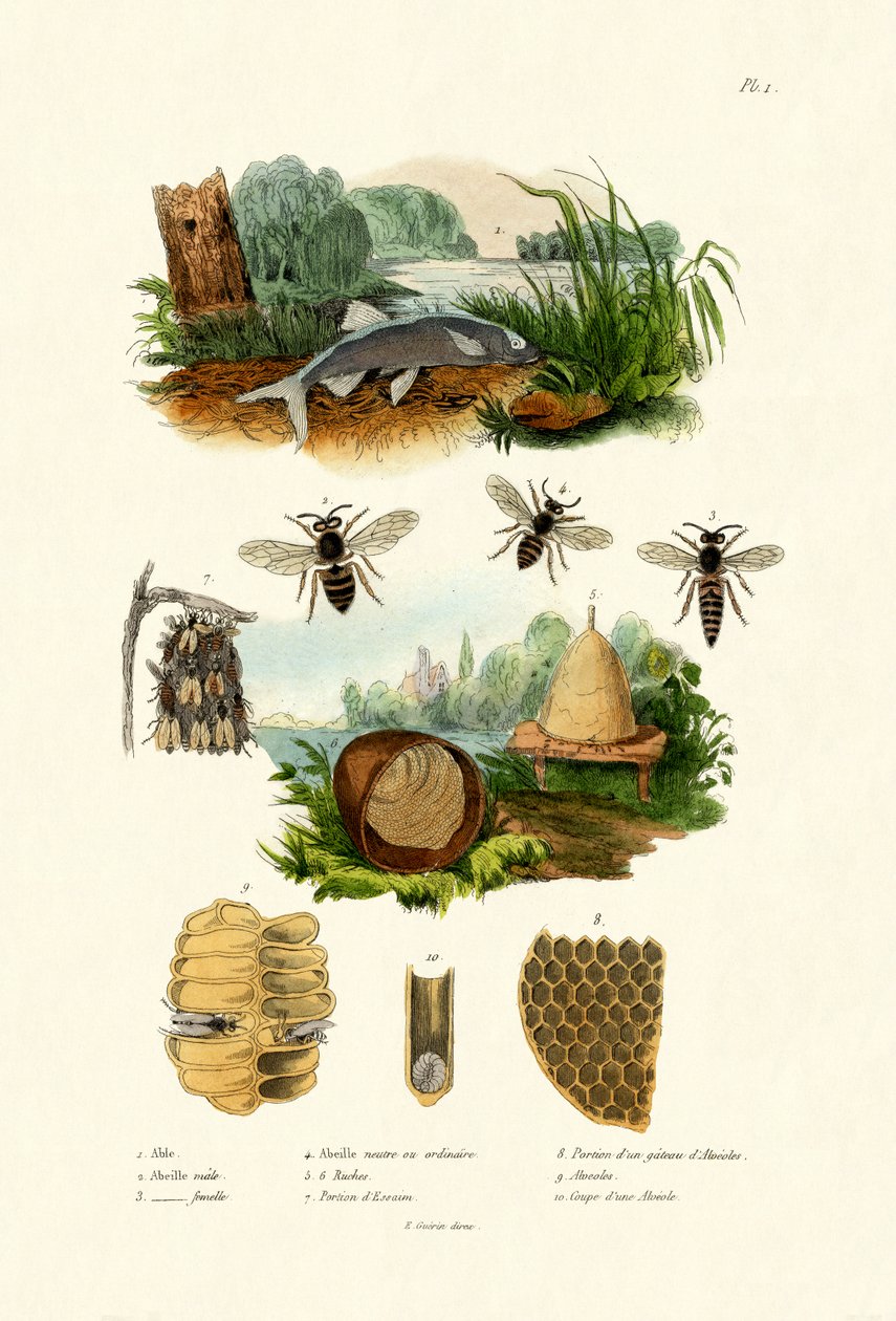 White Aspe, 1833-39 av French School