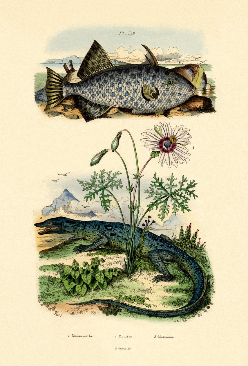 Hvitflekket filfisk, 1833-39 av French School