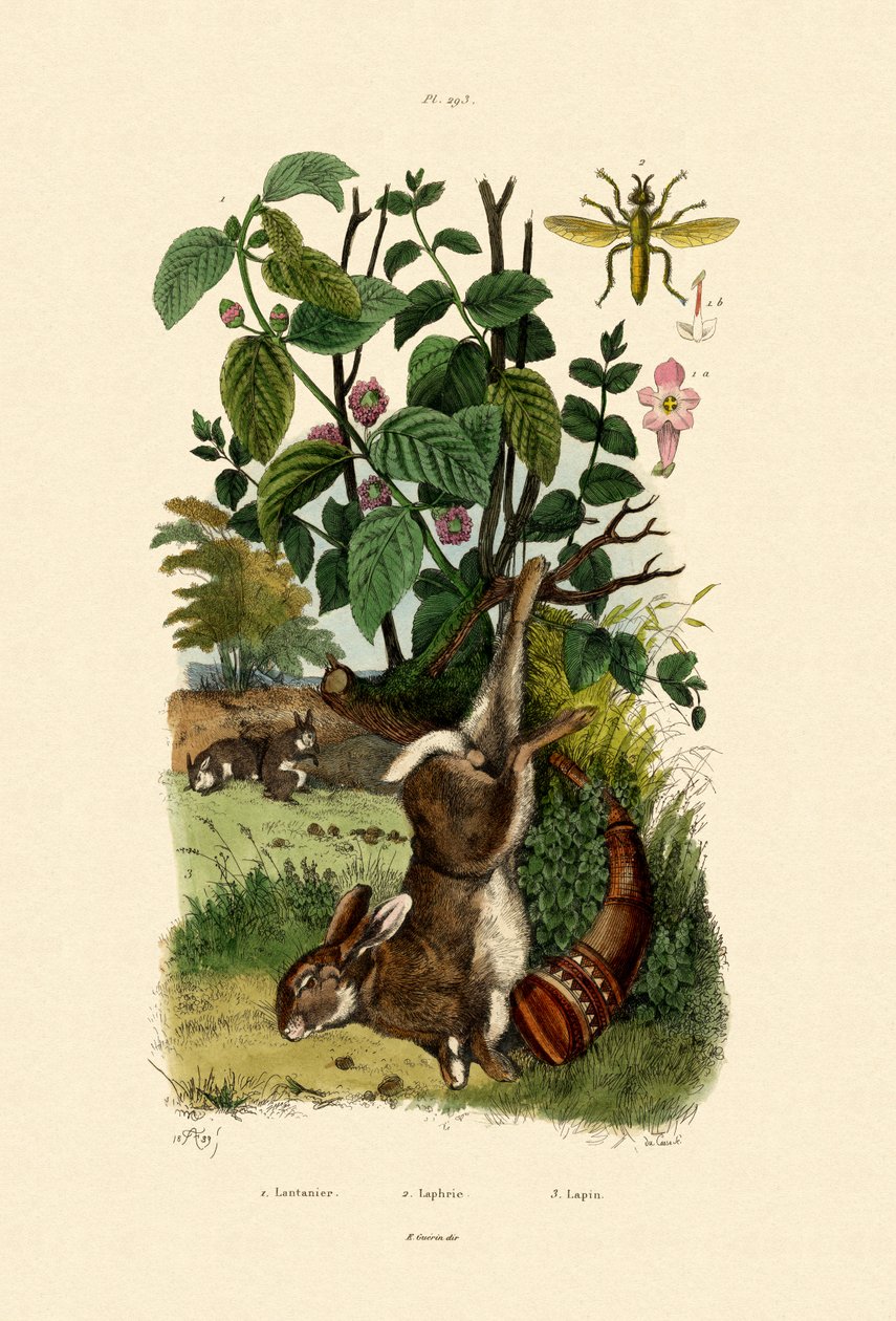 Vill salvie, 1833-39 av French School