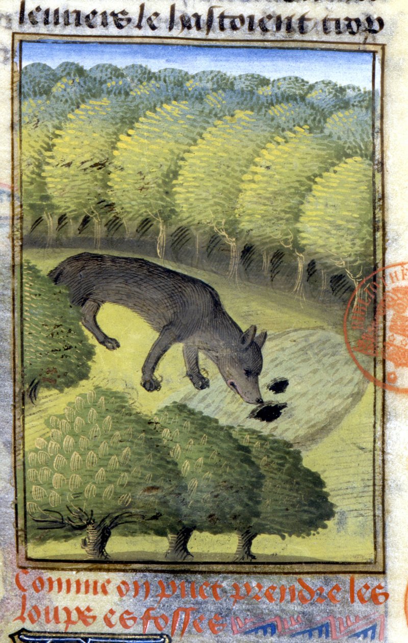 Ulv - i "" Hunting Book of Gaston Phoebus, Count of Foix, Lord of Béarn"" av French School