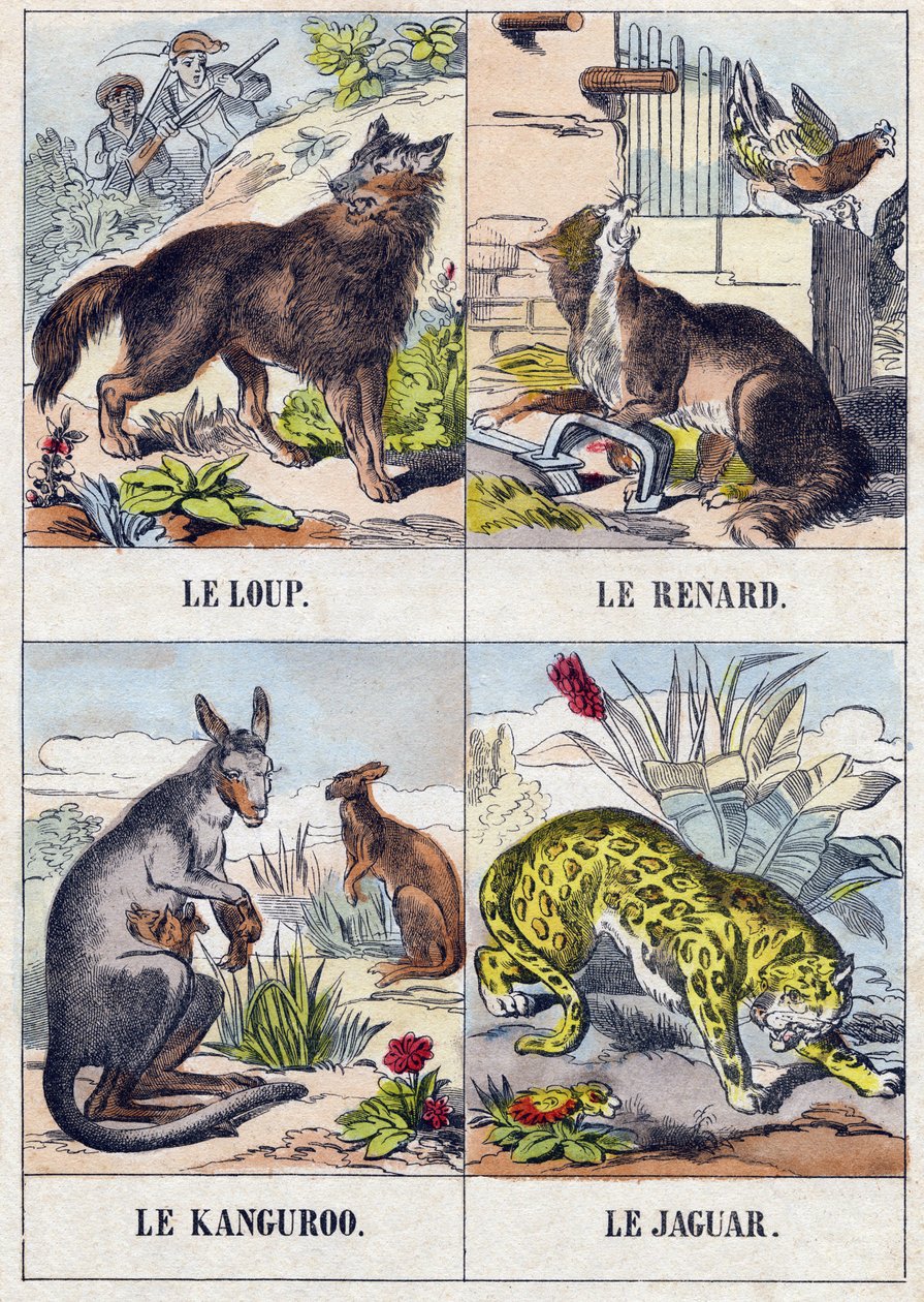 Ulv; Rev; Kenguru ; Jaguar. Gravering i "Buffon Alphabet des Animaux". 3. serie N 1. Avbildning av Epinal, Epinal, sent på 1800-tallet. 16 sider. Mål: 28x21cm av French School