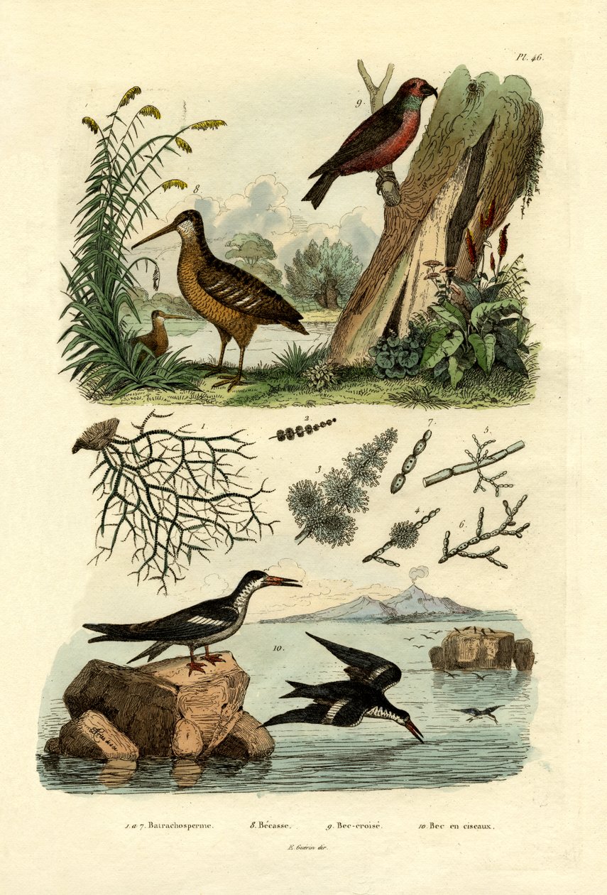 Woodcock, 1833-39 av French School