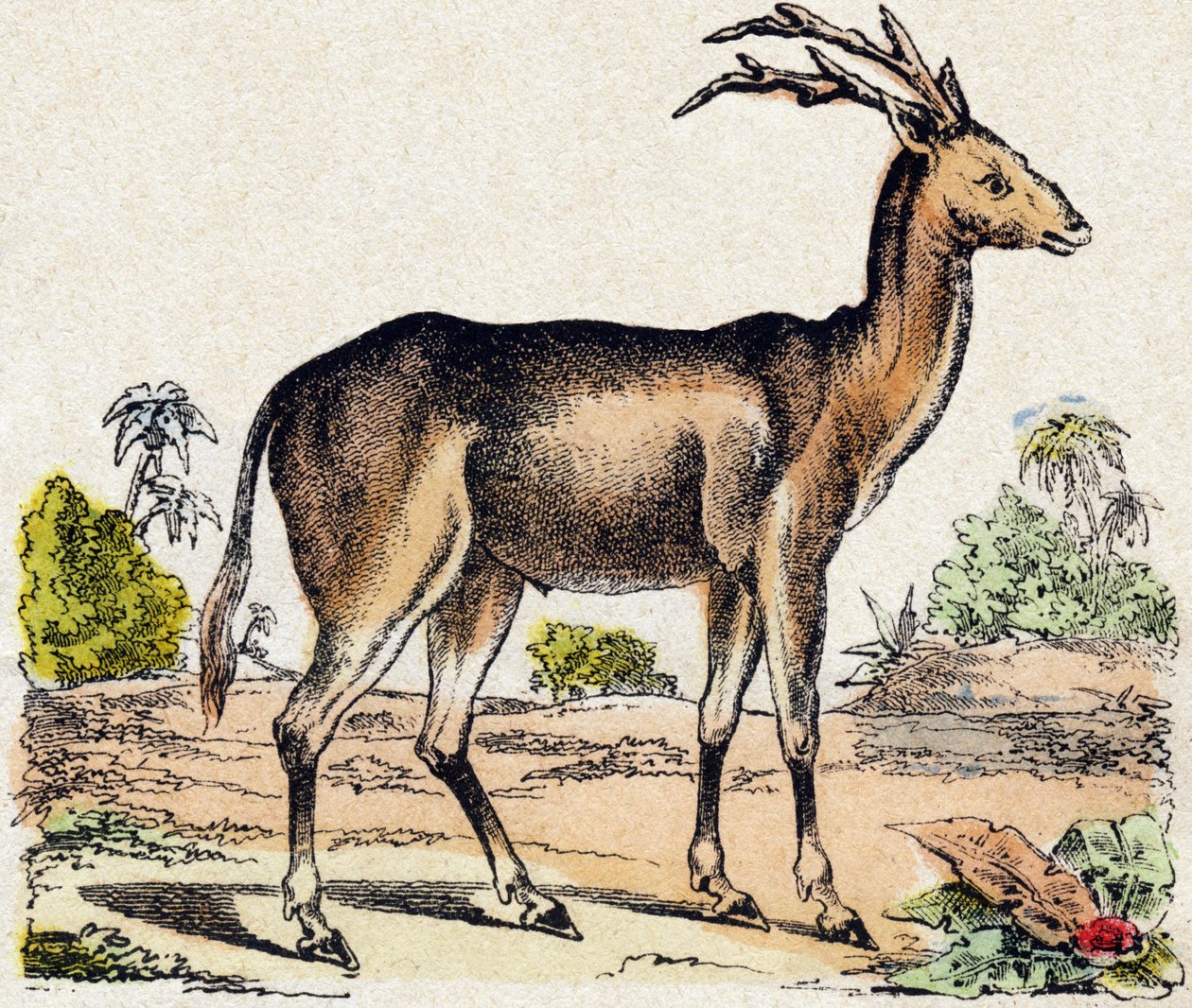 Xantarus. Gravering i "" Alphabet des animaux sauvages"". 9. serie. Bilder av Epinal, Pellerin, trykkeri-utgiver, ca. 1870. Graveringer på tre, stensilert. 16 sider. Mål: 20 x 15 cm. Privat samling av French School