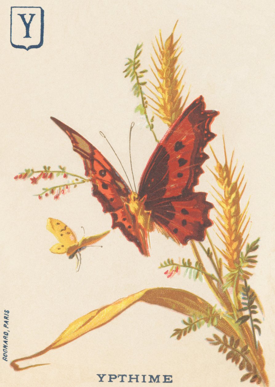 Y: Ypthime (Apatura ilia eller Lesser Mars endres) av French School