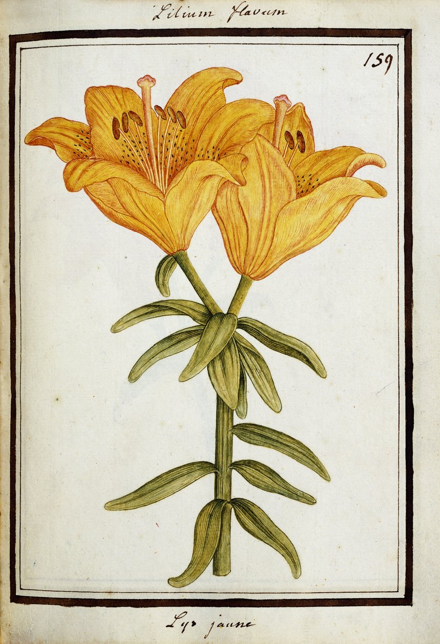 Gul lilje, ca.1700 av French School