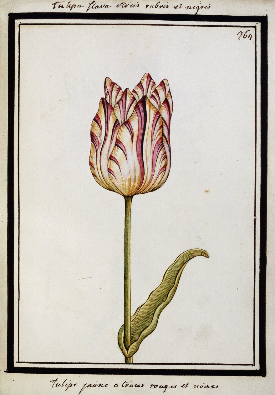 Gul tulipan med røde og sorte striper, ca.1700 av French School
