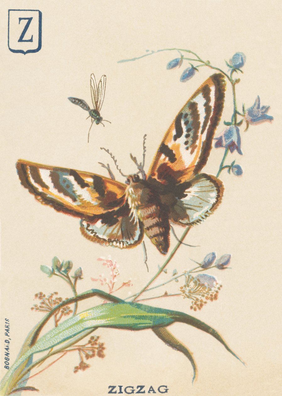 Z: Sikksakk (Lymantria dispar eller disparate Bombyx) av French School
