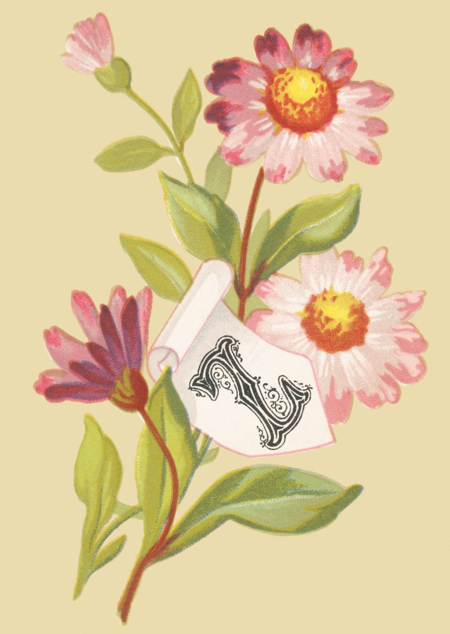 Z: Zinnia - Falske flak av French School
