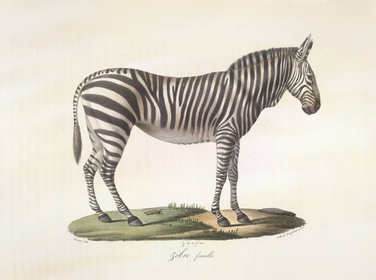 Kvinnelig sebra. Kvinnelig sebra, fra Natural History of Mammals (farge litho) av French School