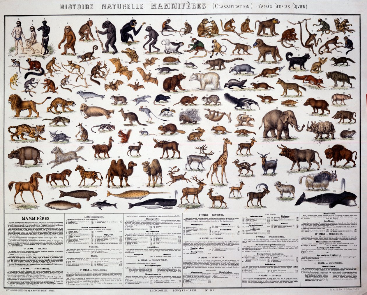 Zoologi: klassifisering av pattedyr i henhold til den franske biologen Georges Cuvier (1769-1832). Naturhistorisk styre av French School