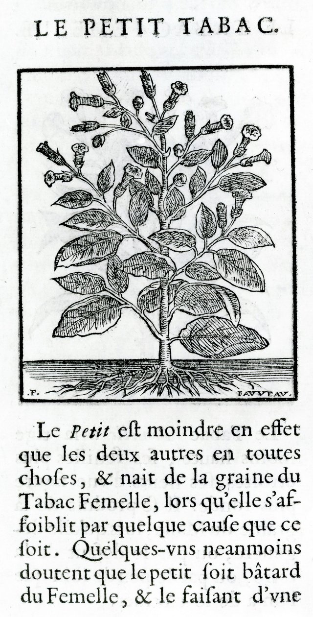 Den lille tobakken, illustrasjon fra Discours du Tabac av Jean Le Royer de Prade, 1671 av French School