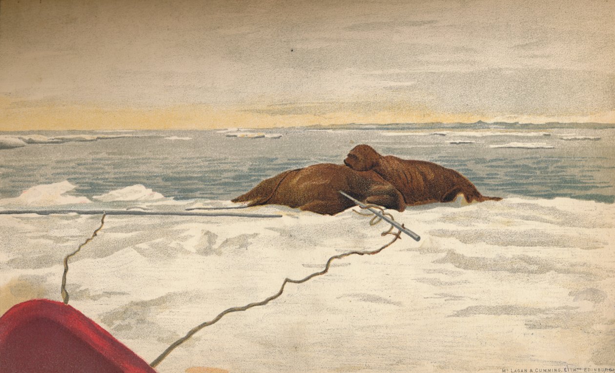 Hvalrosser drept utenfor østkysten av Taimyr-halvøya, 12. september 1893, 1897 av Fridtjof Nansen