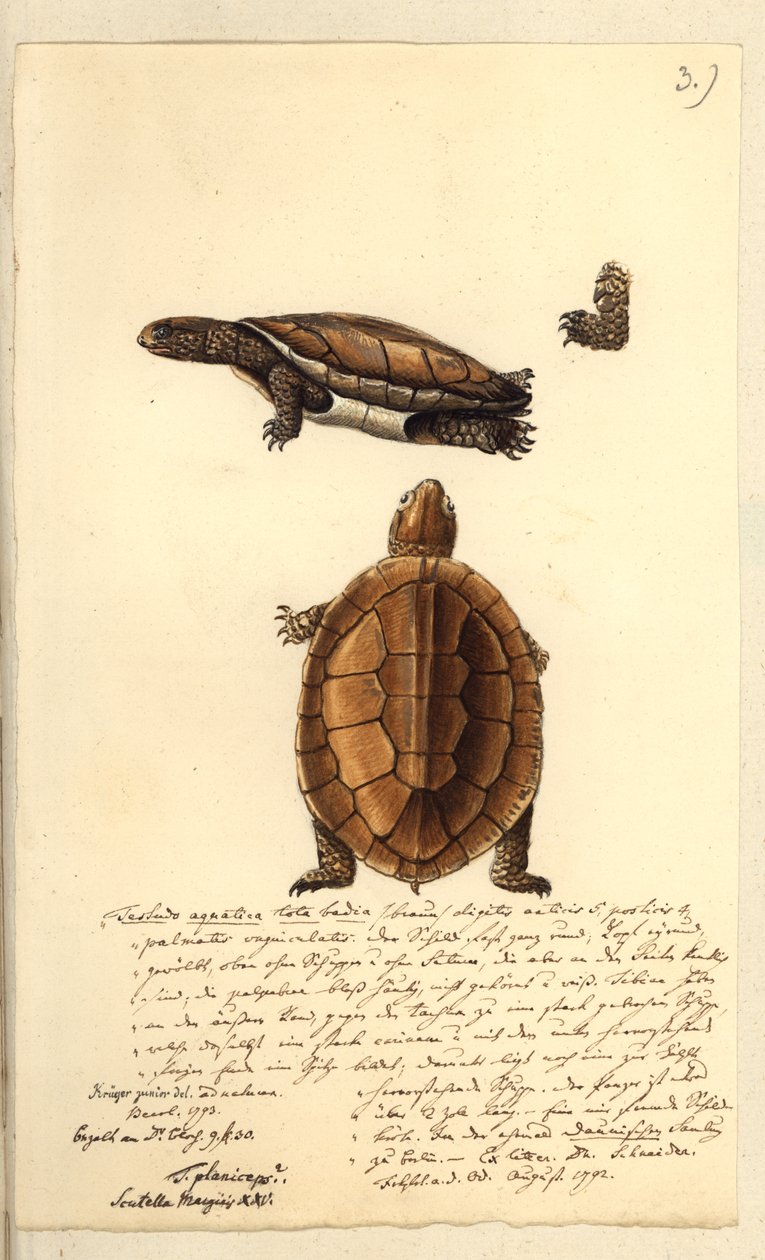 Platemys platycephala, 1793 (wc og penn og blekk på papir) av Friedrich August Kruger