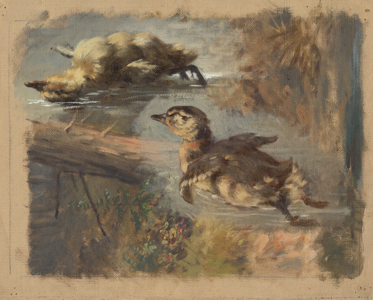 Studie av ender på vannet I av Friedrich Carl von Scheidlin