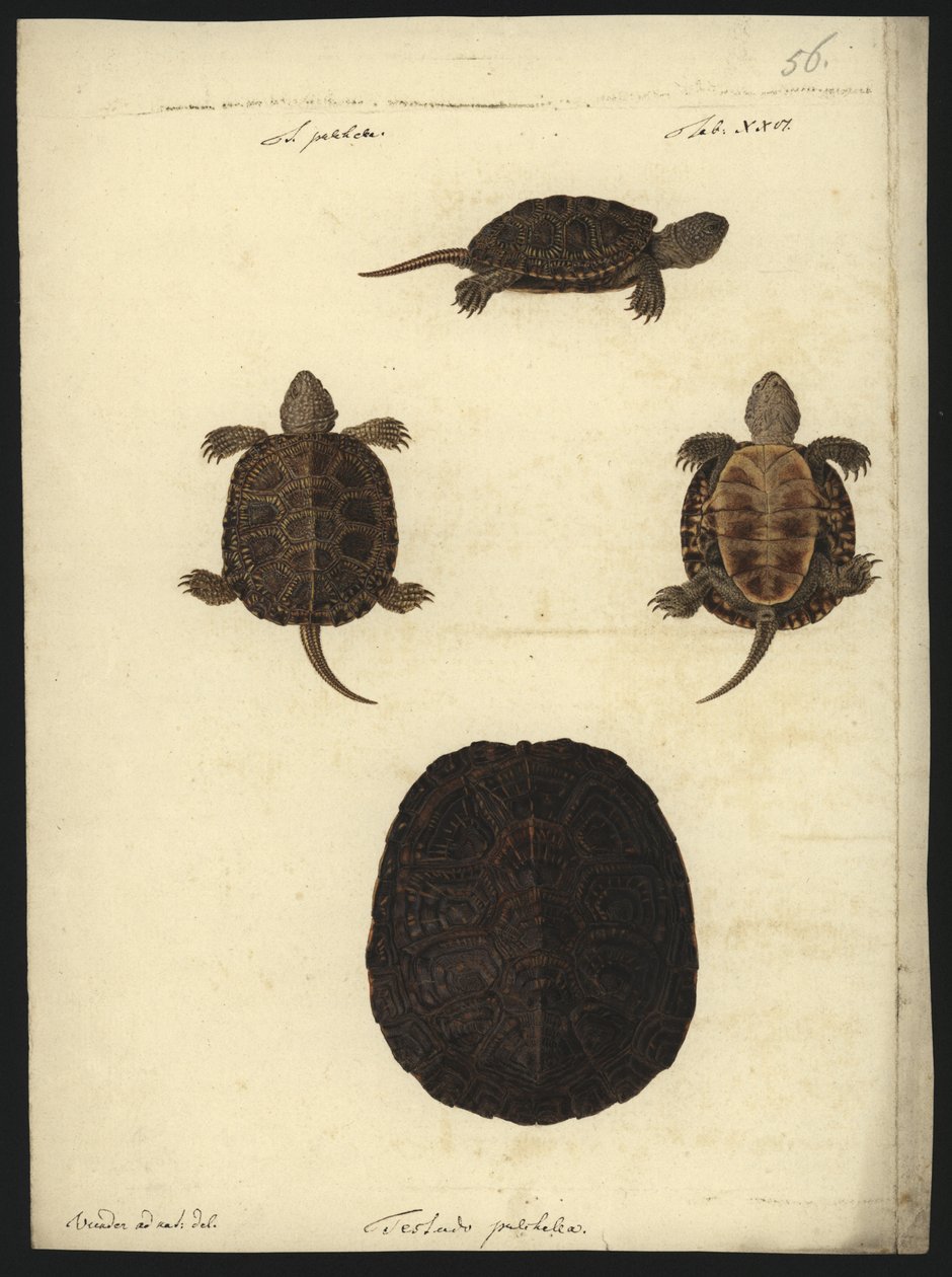Emys orbicularis, før 1801 av Friedrich Wilhelm Wunder