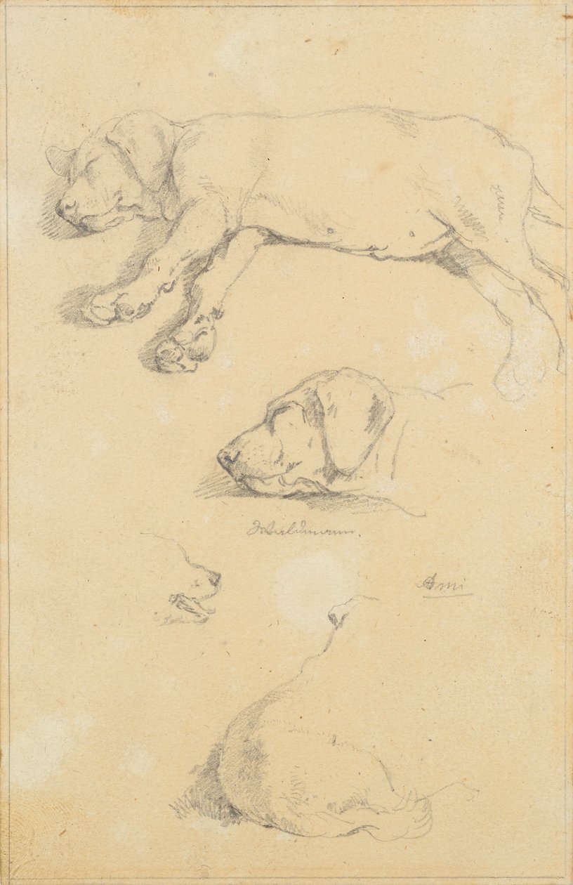 Hundestudier: Waldmann og Ami av Friedrich August Mathias Gauermann