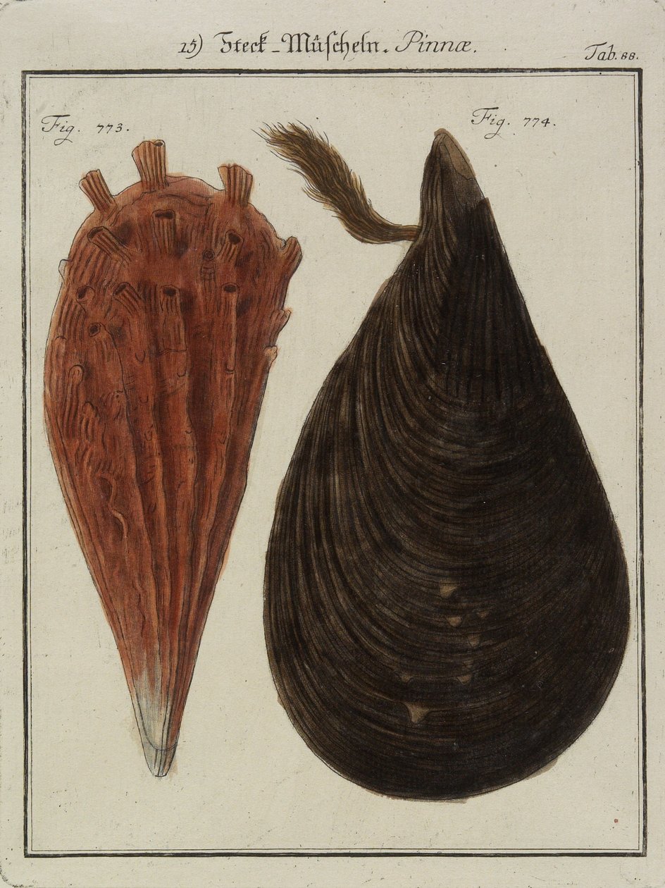 Blåskjell, fra Neues Systematisches Conchylien-Cabinet (The New Systematic Cabinet of Shells), 1784 (håndfarget etsing og gravering) av Friedrich Heinrich Wilhelm Martini