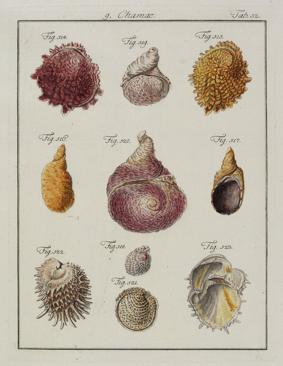 Sjøskjell: Chamae, Pinnae, fra Neues systematisches Conchylien-Cabinet, 1784 (håndfarget etsing og gravering) av Friedrich Heinrich Wilhelm Martini
