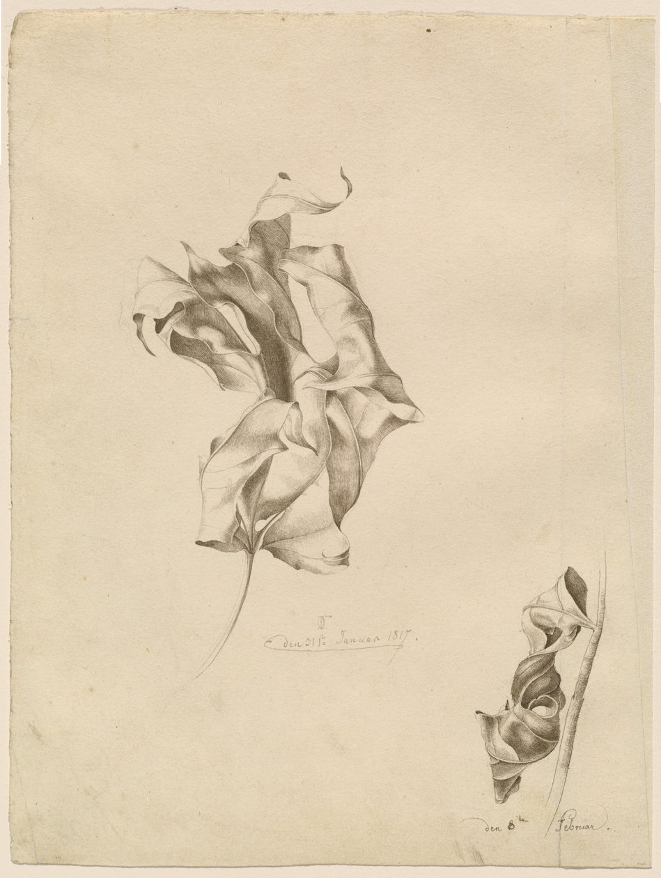 Skrumpede blader av Friedrich Olivier