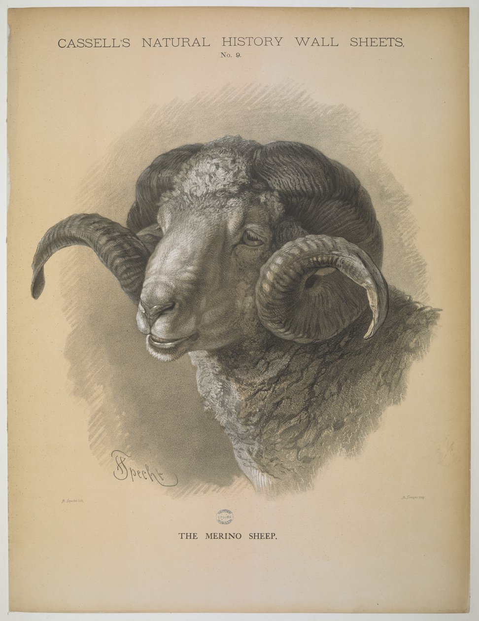 Merinosauen, fra 'Cassell's Natural History Wall Sheets' (farge litho) av Friedrich Specht