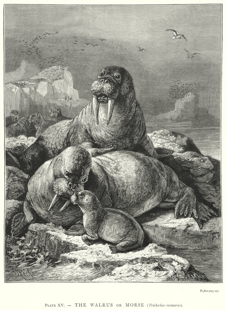  av Friedrich Specht