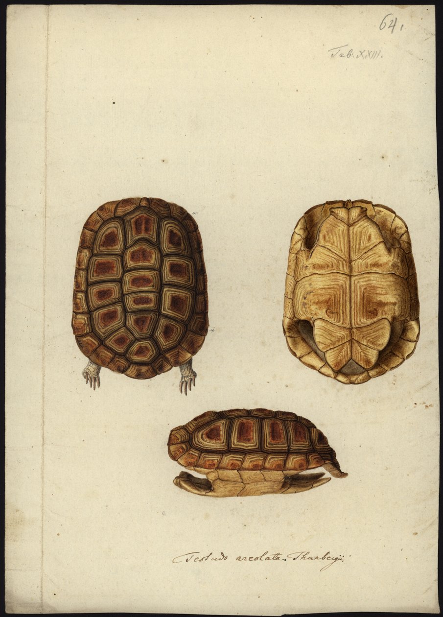 Homopus areolatus, før 1792 av Friedrich Wilhelm Wunder