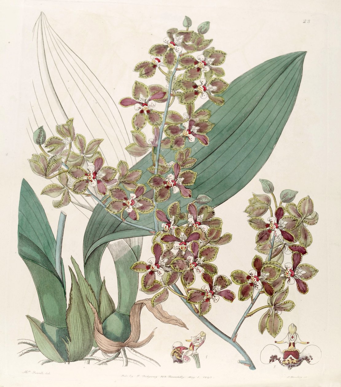 Trichocentrum microchilum (som syn. Oncidium microchilum) av G. Barclay