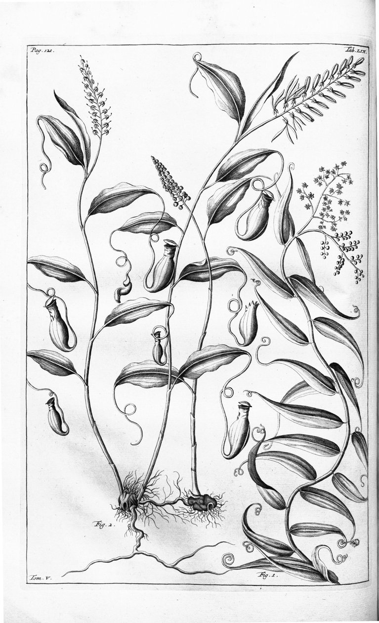 Cantharifera og Flagellaria indica fra Herbarium amboinense, av G.E. Rumphius